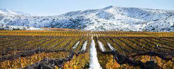 Extreme Altitude Vineyards