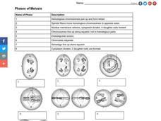 A cell with a diploid number of 20 undergoes meiosis. Meiosis Lesson Plans Worksheets Lesson Planet