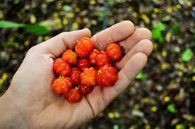 It is recommended to plant your topiary in a container to properly protect it from winter damage. Eugenia Uniflora Wikipedia