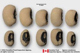 Image result for Vigna unguiculata