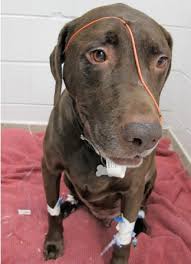 It composes about 1 percent of feline tumors and up to 2.5 percent of canine tumors. Oxygen Therapy Dr Rajiv Desai