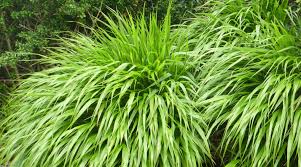 Image result for hakonechloa macra nicolas