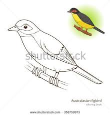 Australasian Figbird Bird Learn Birds Educational Game Coloring Book Raster Illustration In 2021 Cool Art Drawings Bird Illustration