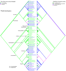 Image result for Wiesneria