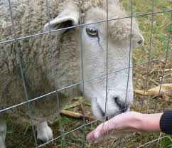 Such a place is the friendly farm. Petting Zoo Nh Farm Animals Nh Windy Ridge Orchard