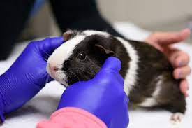 There are illnesses that guinea pigs and rabbits alternatively, you can search on the association of exotic mammal veterinarians website for a vet near you. Courageous Guinea Pig Fights Cancer Nc State Veterinary Medicine