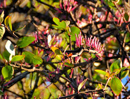 Image result for Tapinanthus erectotruncatus