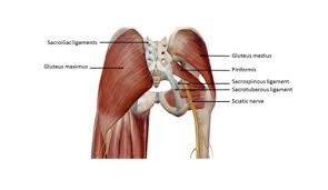 The internal parts of female sexual anatomy (or what's typically referred to as female) include: Relief Of Pregnancy Related Pain In Your Back Hips In2it Medical