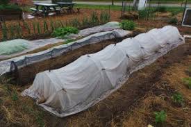 Using row covers, especially the supported tunnels, requires considerably more labor input earlier in the season than traditional production techniques. Floating Row Cover Wisconsin Horticulture