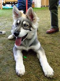 German Shepherd Black And Brown Husky Northern Inuit Dog Mix Of German Shepherd Alaskan Malamute And Husky When They Grow Up They Look Like Wol Northern Inuit Dog Cute Animals Animals Beautiful