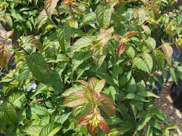 Its average texture blends into the landscape, but can be balanced by one or two finer or coarser trees or shrubs for an effective composition. Dwarf Bush Honeysuckle Knecht S Nurseries Landscaping