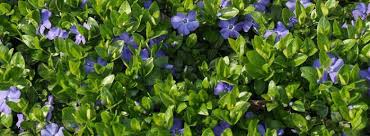Envidede mettre de la couleur dans votre extérieur ? Plantes Couvre Sol