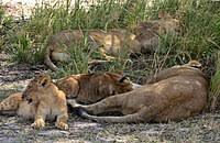Maybe you would like to learn more about one of these? Panthera Leo Melanochaita Wikipedia