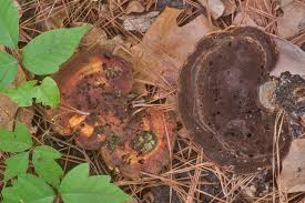 Image result for Ganoderma curtisii
