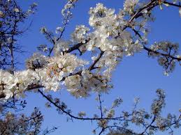But there is one exception. Winter Blooming Plants Help Bees Over Winter In Your Yard