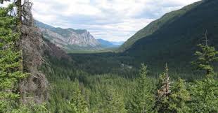 Image result for Sporobolus myrianthus