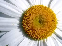 Margherite presenti sulla stampa su tela fiori colorati aggiungeranno un tocco artistico al tuo ambiente. Margherite