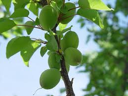 Characteristics that can be used in the reduced. Apricot Diseases And Pests Description Uses Propagation
