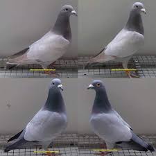 my beauty adli kullanicinin homer panosundaki pin hayvanlar evcil hayvanlar