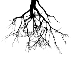 Problem Root Tree Tattoo Tree Roots Black Roots