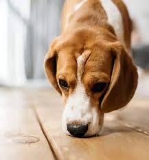 Eine schalldämmung in der wohnung lässt sich je nach erfordernis an wohnungswänden, decken oder fußböden installieren. 7 Ideen Hunde Drinnen Zu Beschaftigen Herausfordernde Kopfarbeit