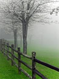 Maybe you would like to learn more about one of these? Flowering Trees In Fog Dave Allen Photography Landscape Beautiful Nature Scenery