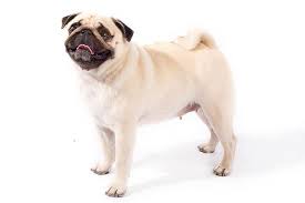 Pug Dog Breed Information