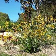 Image result for Anigozanthos