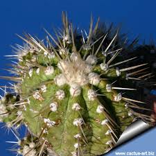 Mealybugs have a waxy, white, cottony appearance. Copiapoa Cinerea Forma Albispina