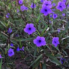 Mexikoi Petunia Purple Showers Kek Leander 20 30cm Flower Landscape Full Sun Plants Southern Garden