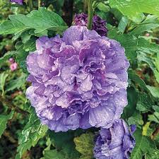 Planting purple flowers in your garden can add rich thematic colors. 37 Of The Best Hibiscus Varieties Gardener S Path