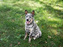 Black Australian Cattle Dog Blue Heeler Mix Australian Cattle Dog Blue Heeler Austrailian Cattle Dog Australian Cattle Dog Blue Heeler Cattle Dogs Rule