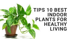 Brandt became interested in the health benefits of plants after developing allergies, and she maintains a small forest of indoor plants to help clear the air. Tips 10 Best Indoor Plants For Healthy Living Youtube