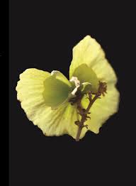 Image result for Flabellariopsis acuminata