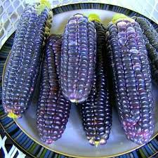 Anthocyanins from purple corn purple corn (zea mays) is a variety of corn, one of the valleys of the peruvian andes which are commonly grown to 3,000 m. Blue Jade Corn Dwarf Heirloom Smart Seeds Emporium Sweet Corn Glass Gem Corn Corn