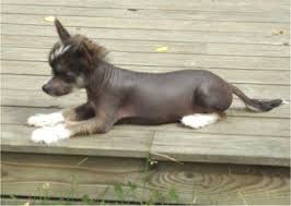 Pin By Robbin Hurt On Chinese Crested Chinese Crested Cat Fur Cute Animals