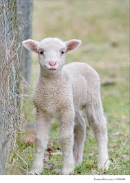 Domestic Animals Great Image Of A Cute Baby Lamb Baby Lamb Cute Lamb Cute Sheep