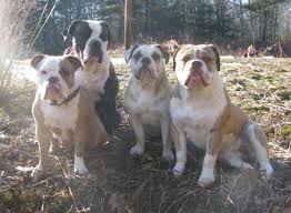 View the complete puppy profile for more information. Olde English Bulldogge Dog Breed Information And Pictures
