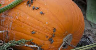 When the eggs hatch, they burrow into the squash bug to feed, eventually killing it. How To Control And Prevent Squash Bugs In Your Garden