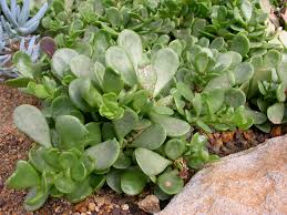 Image result for Kleinia