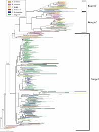 Image result for Gossypioides kirkii