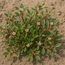 Image result for Gisekia