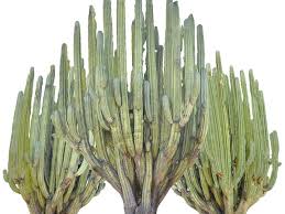 And this was how san pedro remained for centuries. San Pedro Cactus Tree Model Turbosquid 1499356