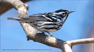 Black And White Spotted Bird In Michigan Black And White Warbler Song Black And White Bird Breeds Bird Photo