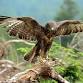 SCNP: Birding at Stevens Creek event in Mint Hill, NC