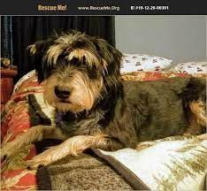 Adopt 19122800301 Tibetan Terrier Rescue North Augusta Sc Terrier Tibetan Terrier Tibetan Terrier Rescue