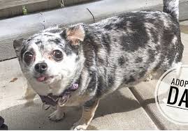 Image result for chihuahua big obesity