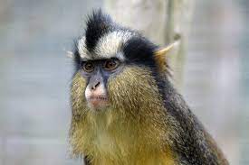 Pin De Beverly Brown En Singes