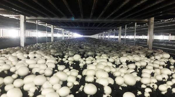 Growing rooms