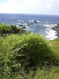 Image result for Panicum carneovaginatum